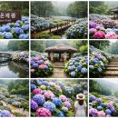 벌교숲공원 | 여름 보성 여행지 추천 수국, 윤제림, 계절꽃