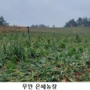 은혜개발 이미지