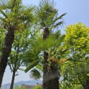 블루시안 이미지