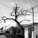 무릉2리(인향동) 이미지