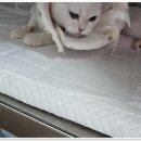 스머프동물병원 | 우리 동네 든든한 반려동물 주치의를 찾았어요!