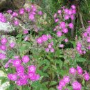 백두대간약초나라 이미지