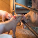 가작농장 이미지