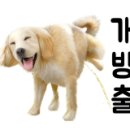 룰루 애견샵 이미지