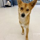 (주)하울팟케어클럽 이미지