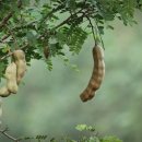 타마린드 이미지