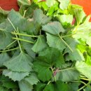 두봉농장 이미지