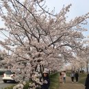 경포호 벚꽃길 축제!! 이미지