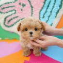 대구강아지분양 테디럽 이미지