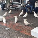 블루마운틴통나무집 | 시드니 3탄: 블루마운틴, 별보기 투어 (절망편)