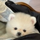 천안불당하나동물약국 | 평택강아지분양 강아지분양후기｜드림독 천안불당점에서 만난 크림 포메라니안 남자아이