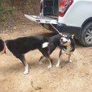 이스트카 이미지