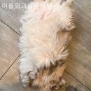 이룸외과동물병원