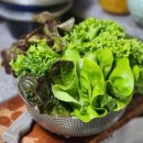 스타팜스 유러피안 샐러드 야채 유럽상추 6종 1kg 내돈내산 구매 후기