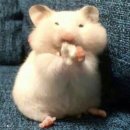 퐁신퐁신 이미지