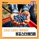 스타베리팜 이미지