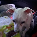 플란다스의개 사직점 | [반려견미용] 플란다스의 개 사직점