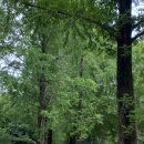 메타세쿼이어길 화장실 이미지