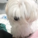 도그(DOGUE) | [구래동 애견미용] 라니 머털도사 탈출기 - DOGUE(도그)