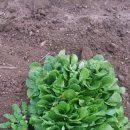 성화2농장 이미지