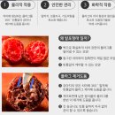 파라솔몰 덴탈크린볼 애견 강아지 간식 내돈내산 후기~!