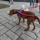 룰루랄라 이미지