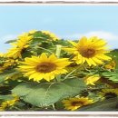 몽산농장 이미지