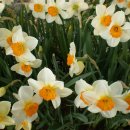 하경 카카오 검색결과