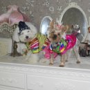 수정수지 이미지