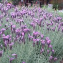 하이디하우스 이미지