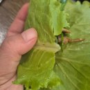 봉평골 메밀막국수 | [맛집 탐색- 양평맛집] 봉평골오리 방문 후기