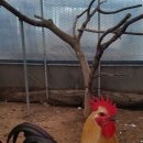 행복한닭농장 이미지