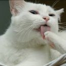 온 그루밍 이미지