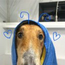 멍즈니랜드 이미지