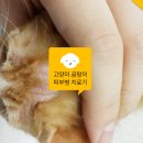 영대동물병원 네이버블로그