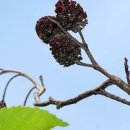 오리나무 이미지