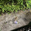 성하돼지집 | 올랜도 디즈니월드 인턴십 후기 (6)