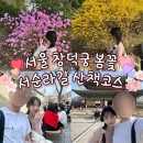 비원짱분식 | 창덕궁 홍매화 벚꽃 실시간 후기, 익선동 한옥거리부터 서순라길 놀거리까지 산책코스 추천