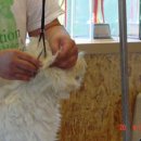 화이트그루밍 이미지