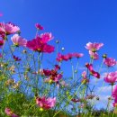 꽃을;보다 이미지