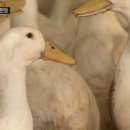 오리로 이미지