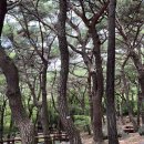 장복산길 | 창원 편백 치유의 숲 산림치유 프로그램 후기