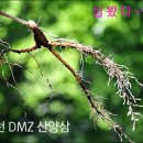 심봤다~~~ DMZ 화천 산양산삼 한뿌리 드실래요? / 화천여행