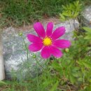 코스모스세탁소 이미지