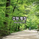하늘바람별 | 평창 가볼만한곳 추천! 육백마지기 월정사 전나무숲길 허브나라 하늘목장 양떼목장 여행 코스