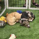 puppy lounge 이미지