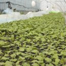 태양팜스 이미지