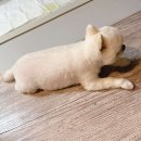 아따멍멍 미용앤호텔 | 인천 미추홀구 용현동 애견호텔 아따멍멍 미용앤호텔 비용 시간 위치