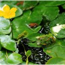 청개구리 이미지