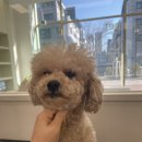 다엘 애견미용실 이미지